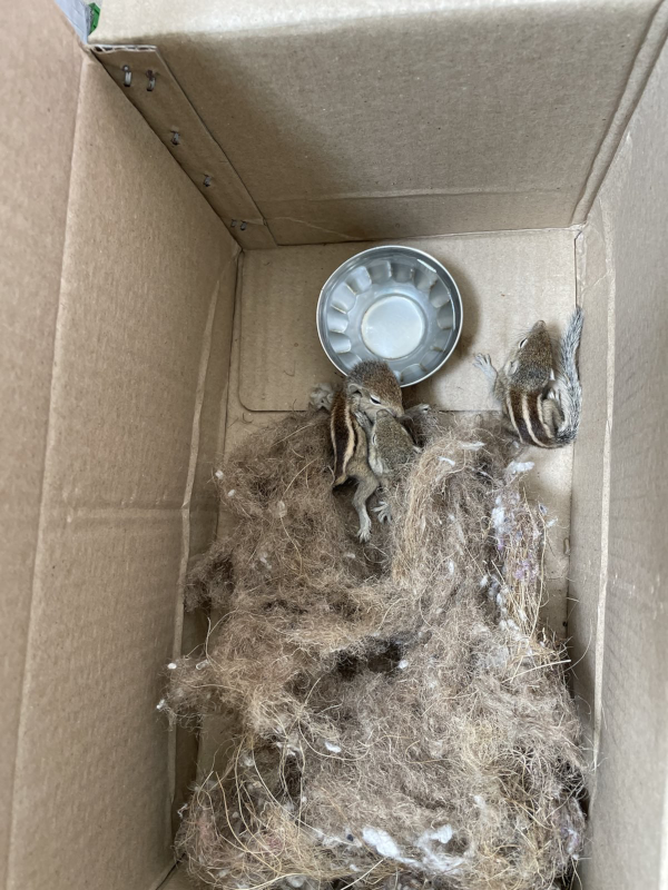 A box containing the remnants of a squirrel's nest along with three cute month old baby squirrels